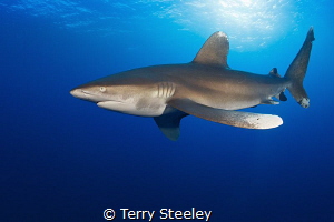 An early 5.00am start is rewarded with an Oceanic white t... by Terry Steeley 